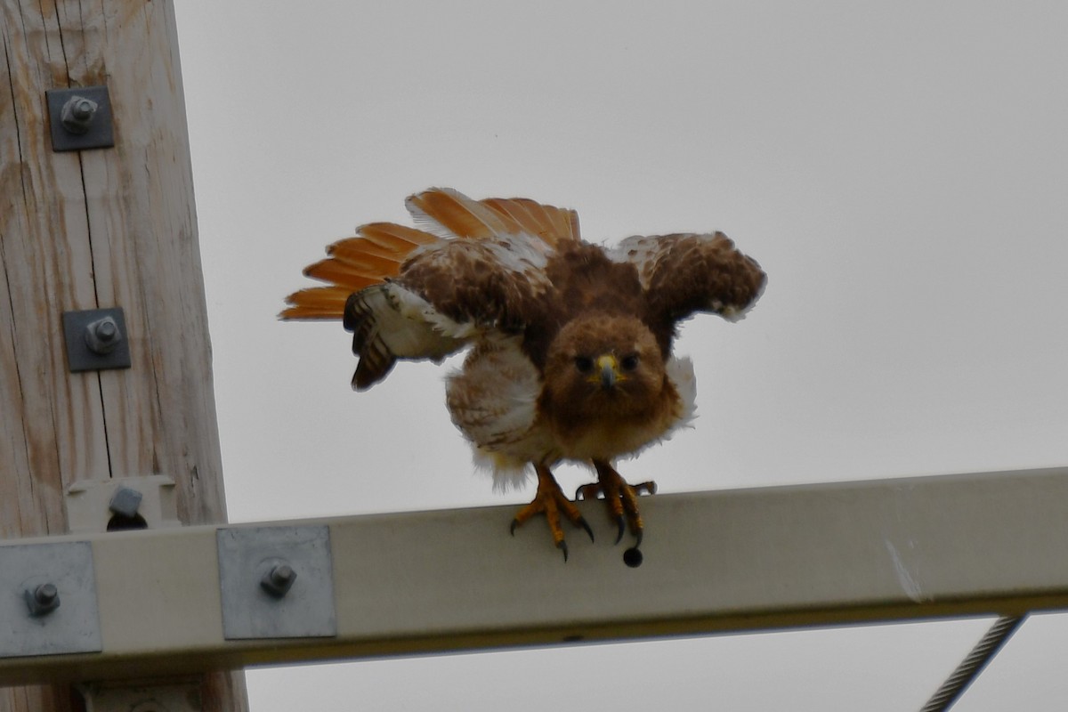 Red-tailed Hawk - ML620691965