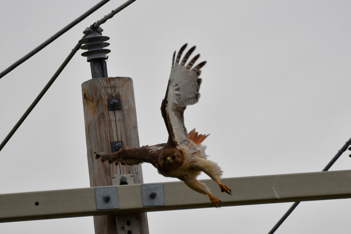 Red-tailed Hawk - ML620691966