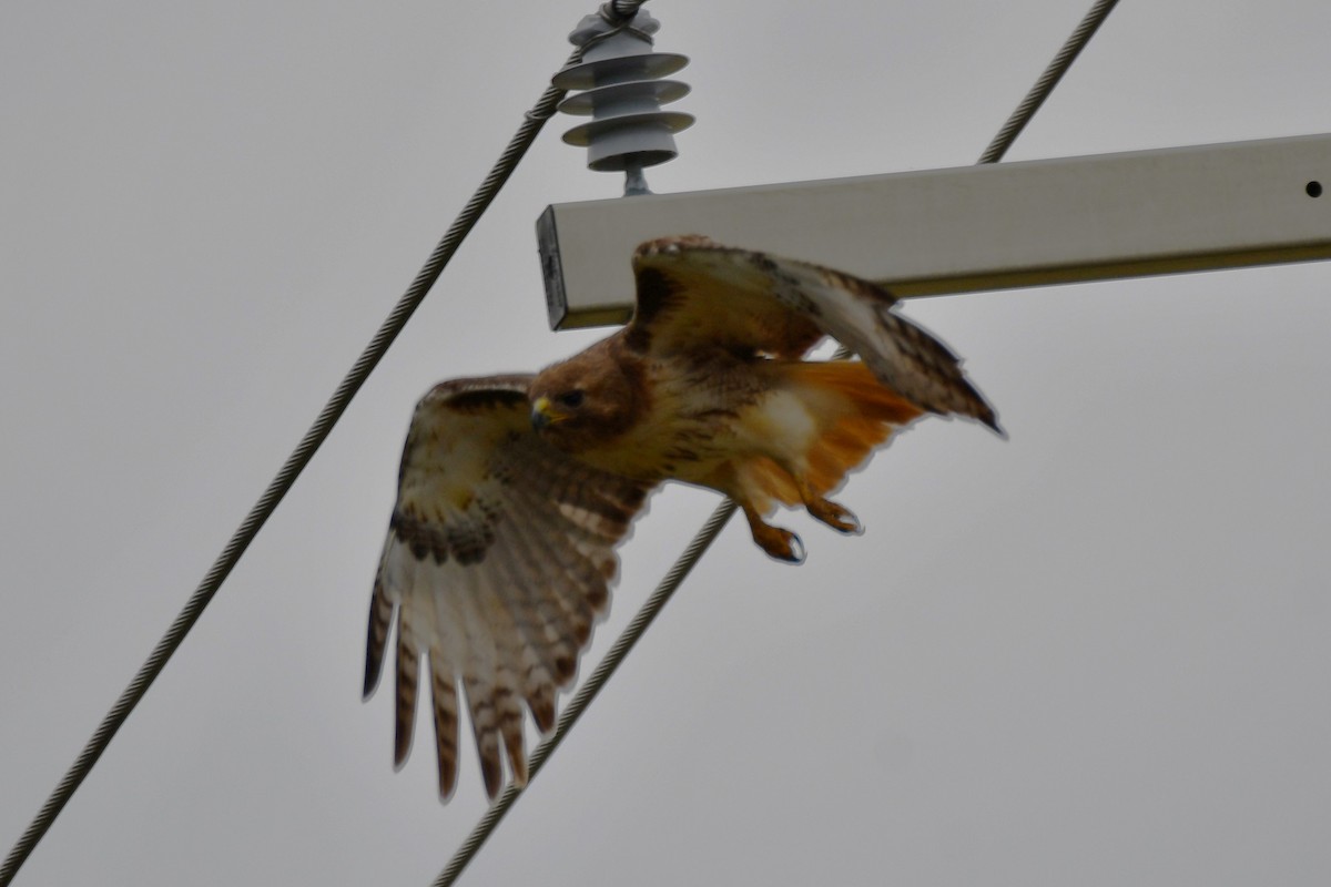 Red-tailed Hawk - ML620691967