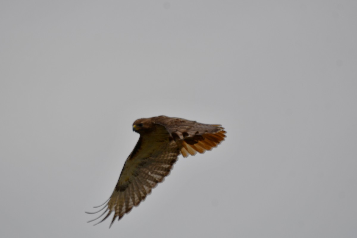 Red-tailed Hawk - Carmen Ricer