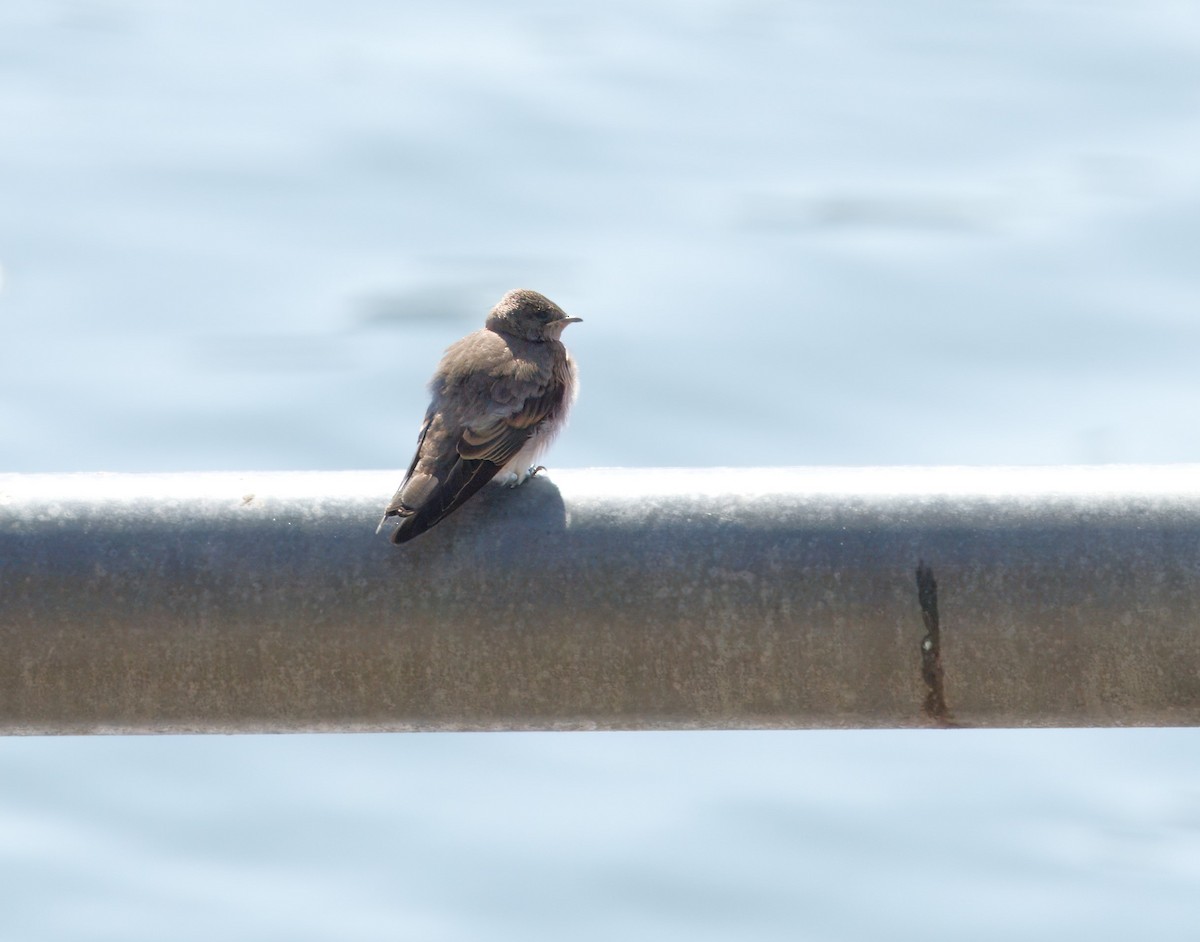 Northern Rough-winged Swallow - ML620691972