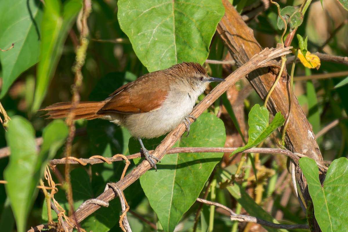 Yellow-chinned Spinetail - ML620691973