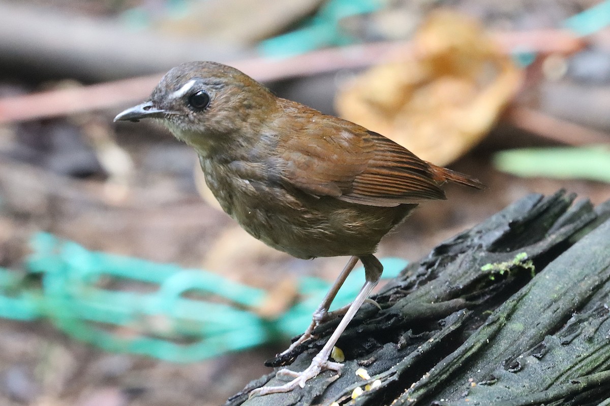 Lesser Shortwing - ML620691974