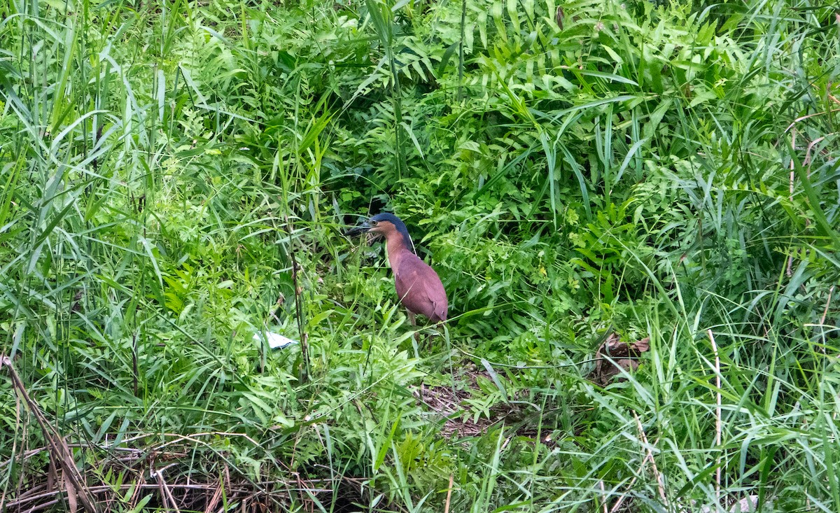 Nankeen Night Heron - ML620691976