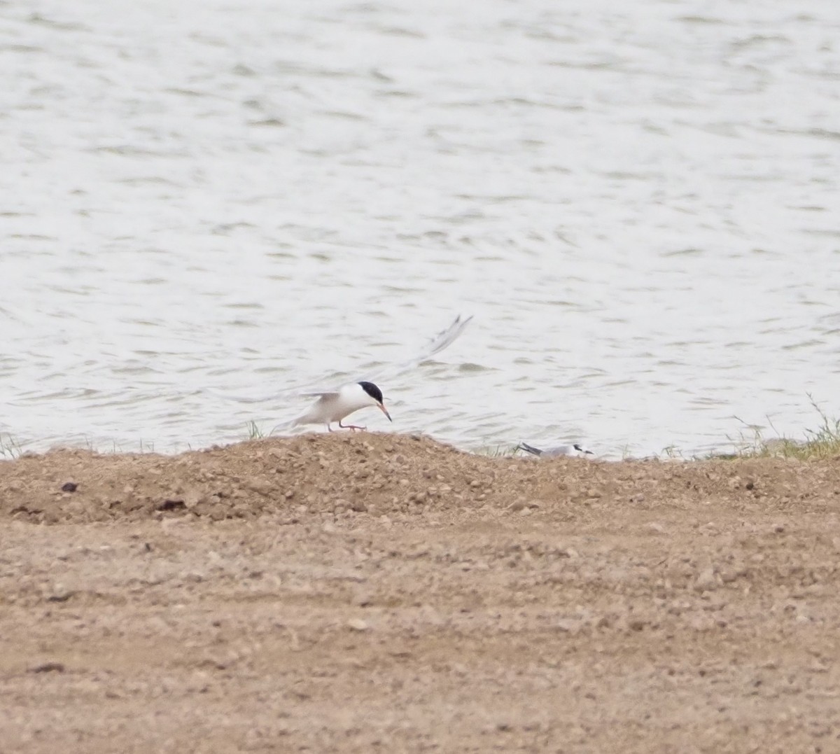 Forster's Tern - ML620691980