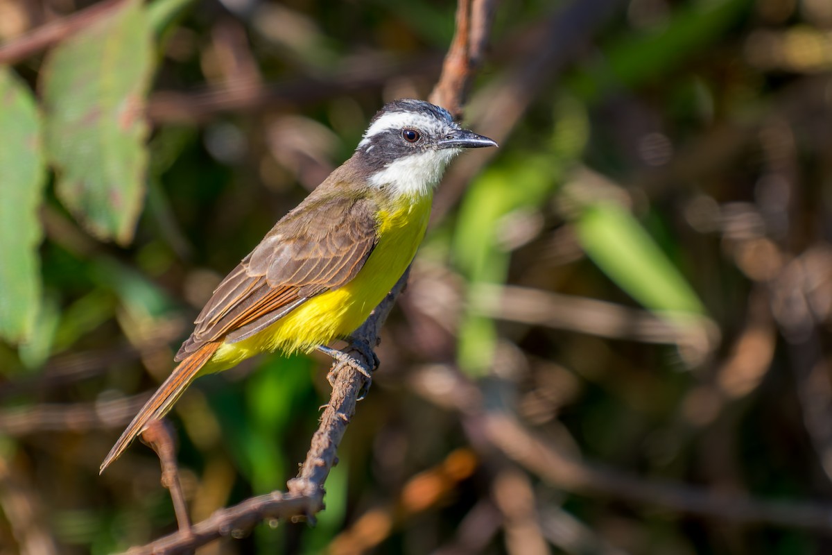 Lesser Kiskadee - ML620691982