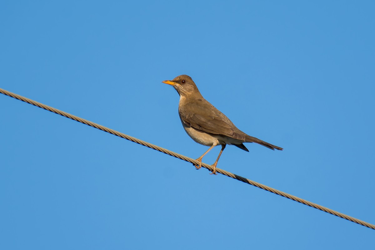 Creamy-bellied Thrush - ML620691983