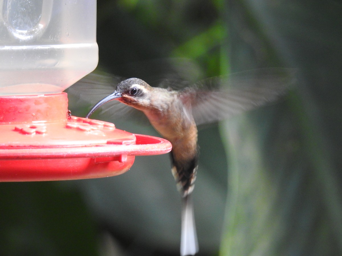 Long-billed Hermit - ML620691986