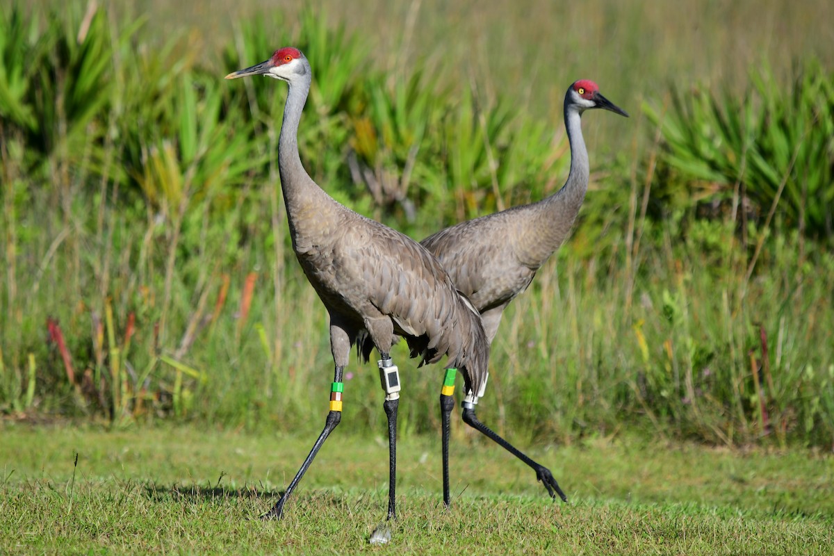 Sandhill Crane - ML620691988