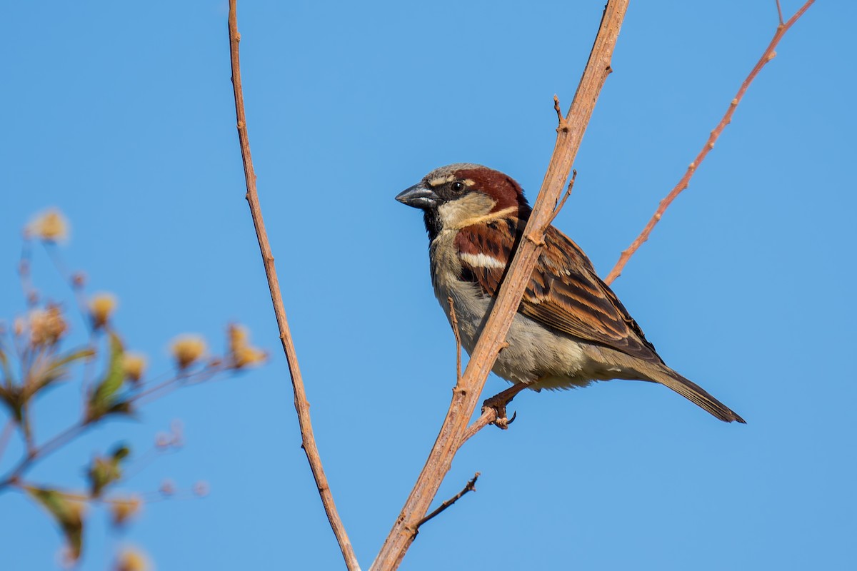 House Sparrow - ML620691990