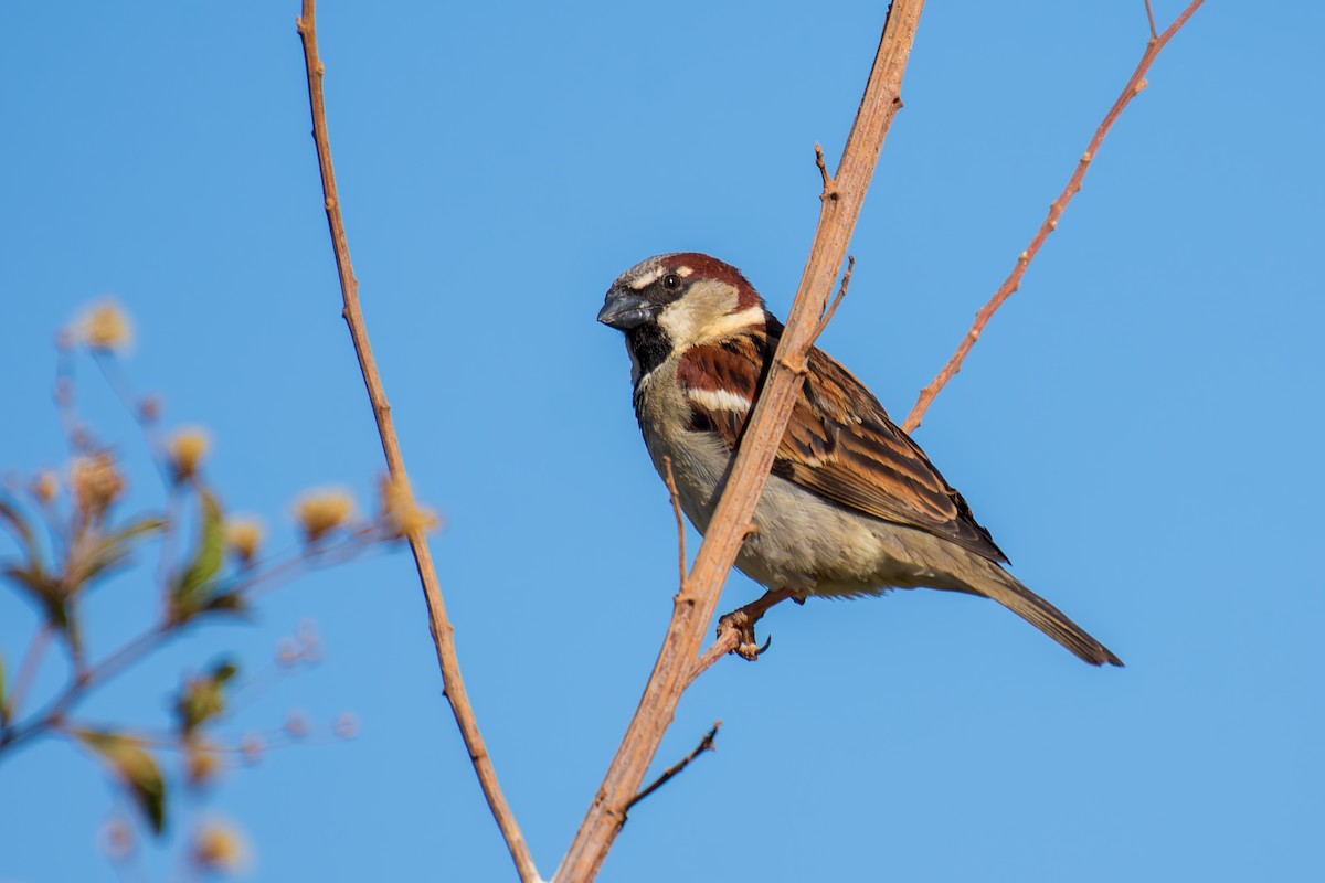 House Sparrow - ML620691991