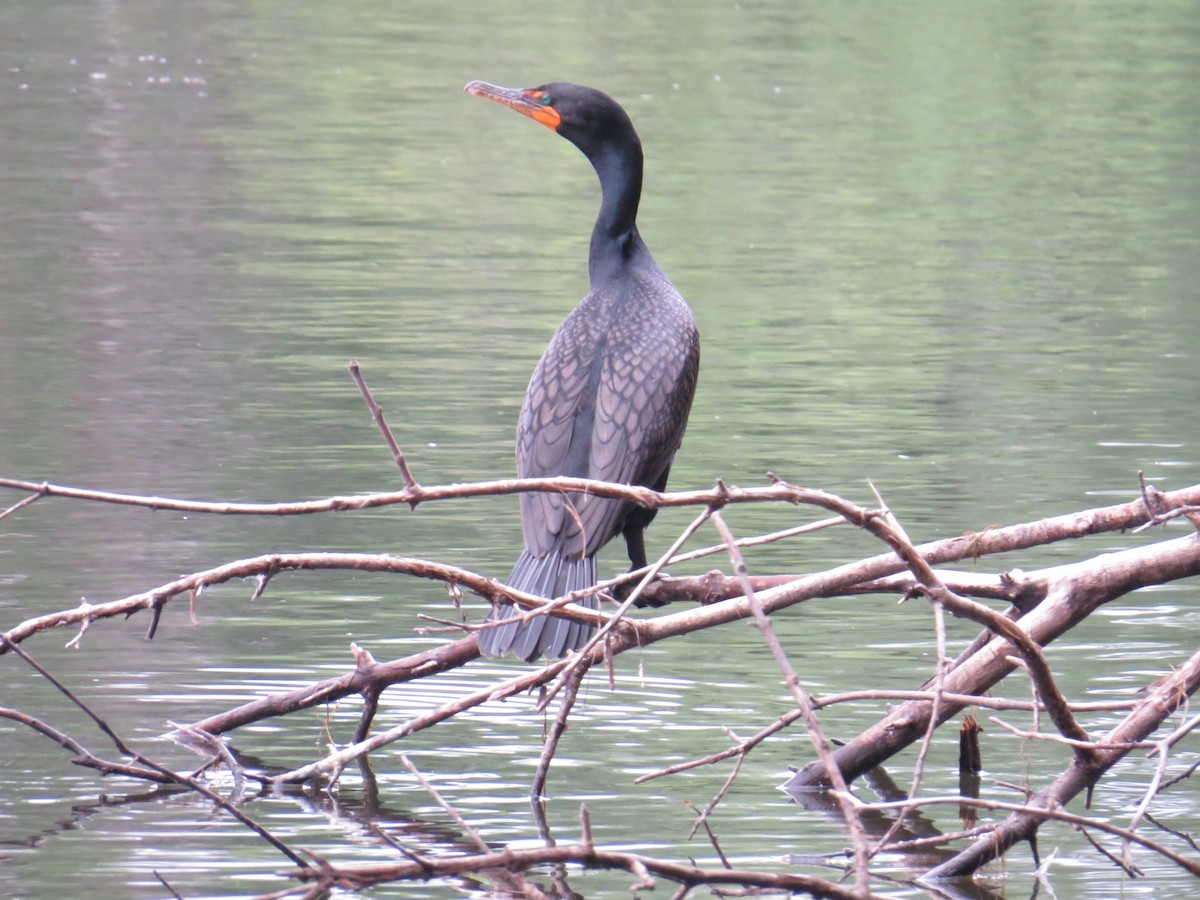 Double-crested Cormorant - Aaron Thompson