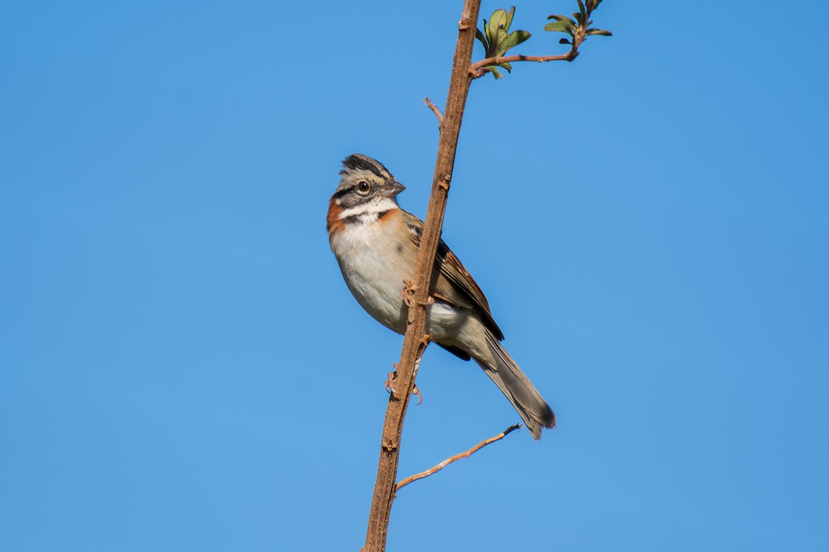 Rufous-collared Sparrow - ML620691993