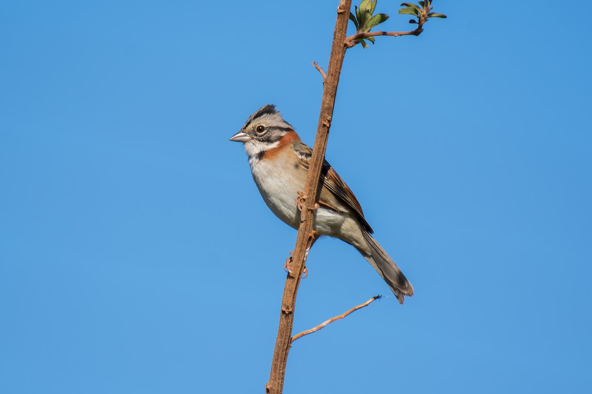 Rufous-collared Sparrow - ML620691994