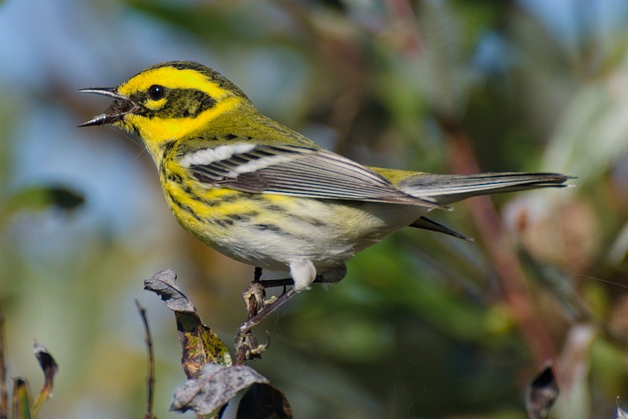 Townsend's Warbler - ML620691995