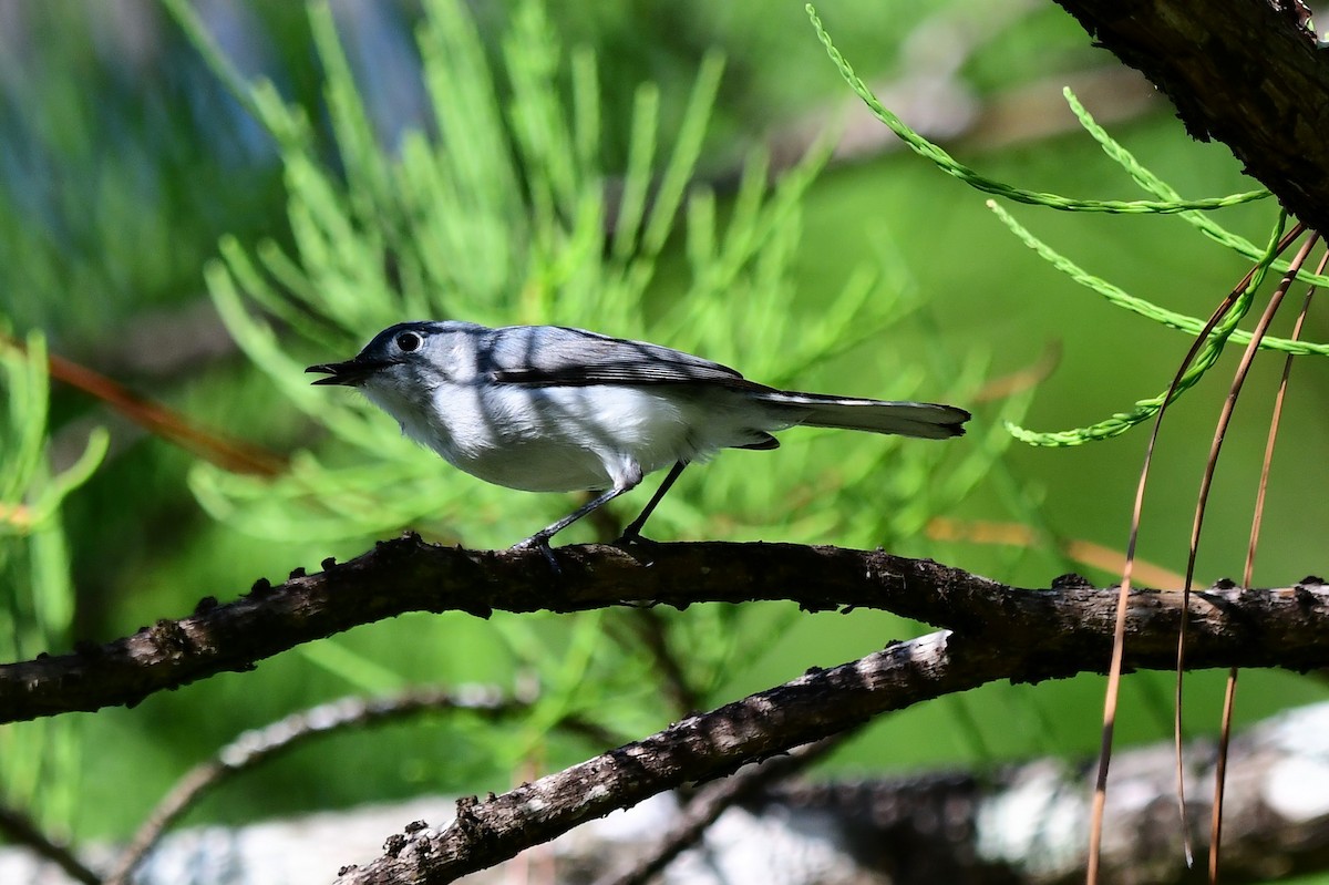 Blue-gray Gnatcatcher - ML620691996