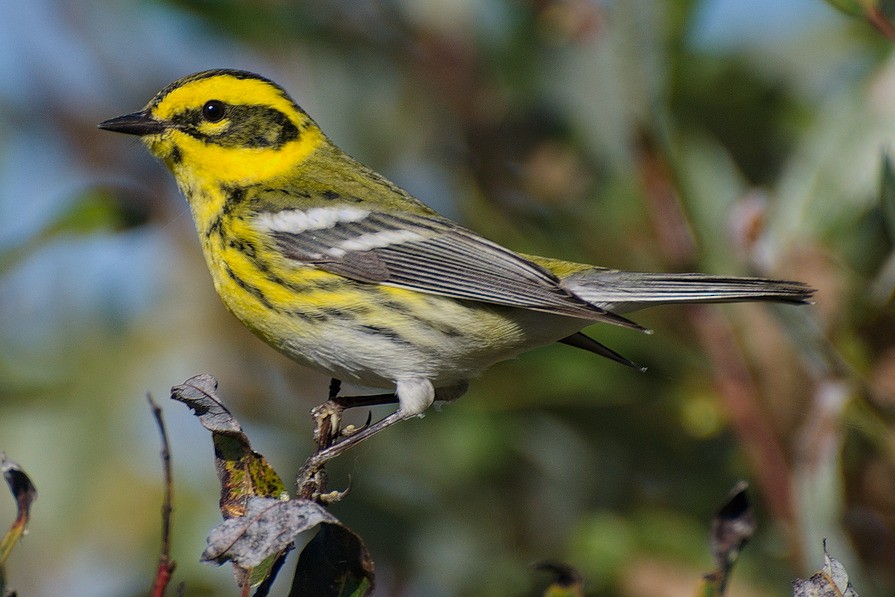 Townsend's Warbler - ML620691997