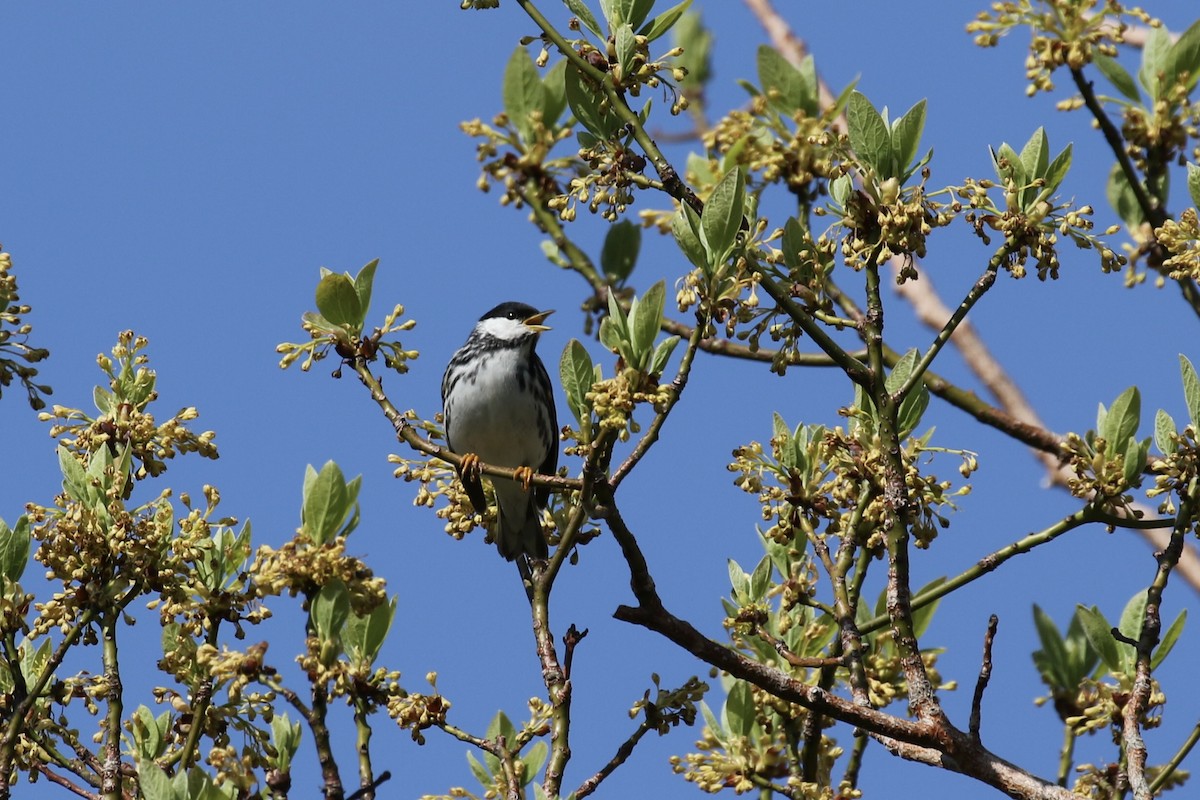 Blackpoll Warbler - ML620691999