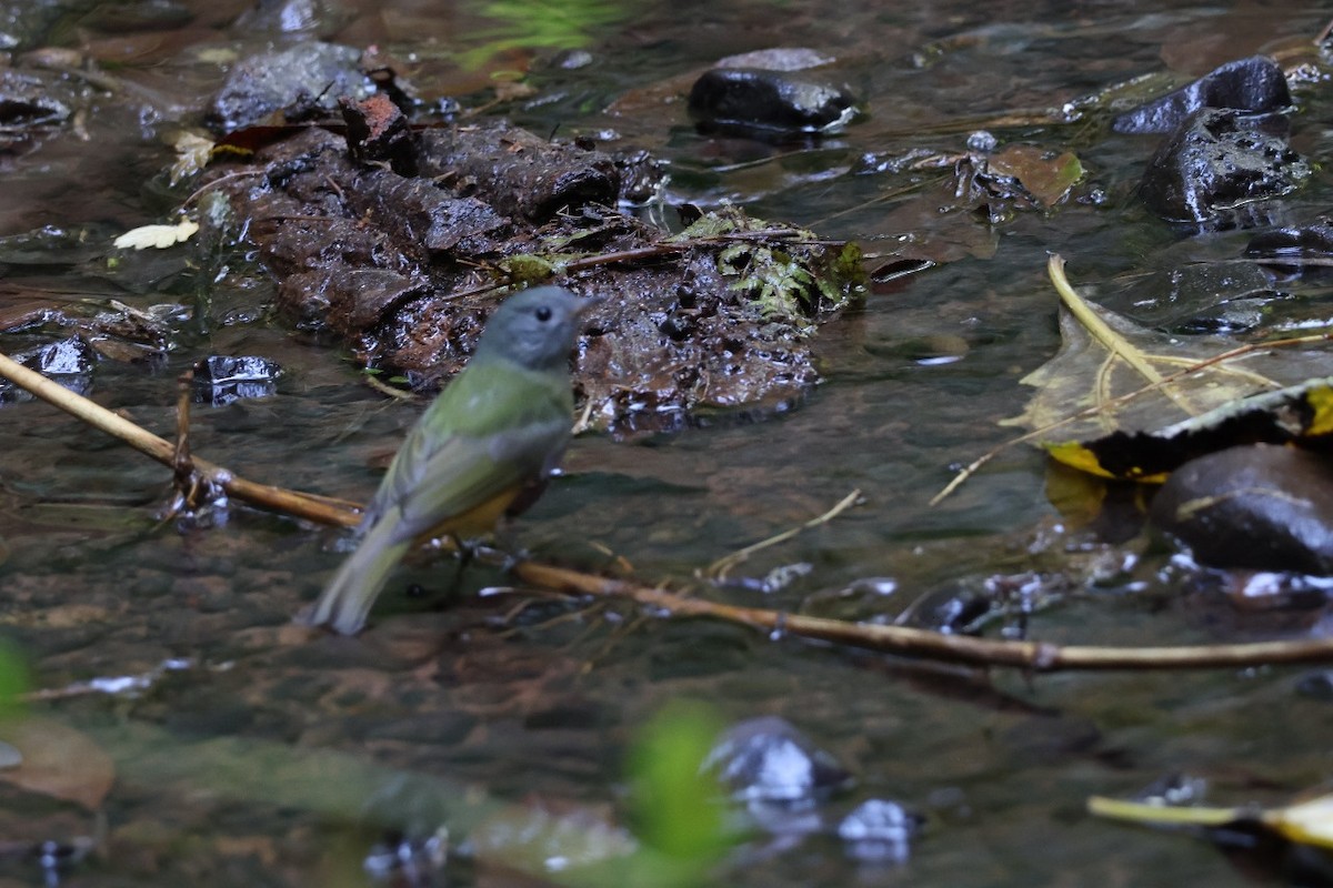 Gray-hooded Flycatcher - ML620692002