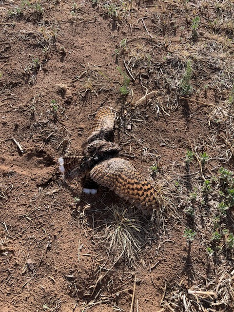 Common Poorwill - ML620692003