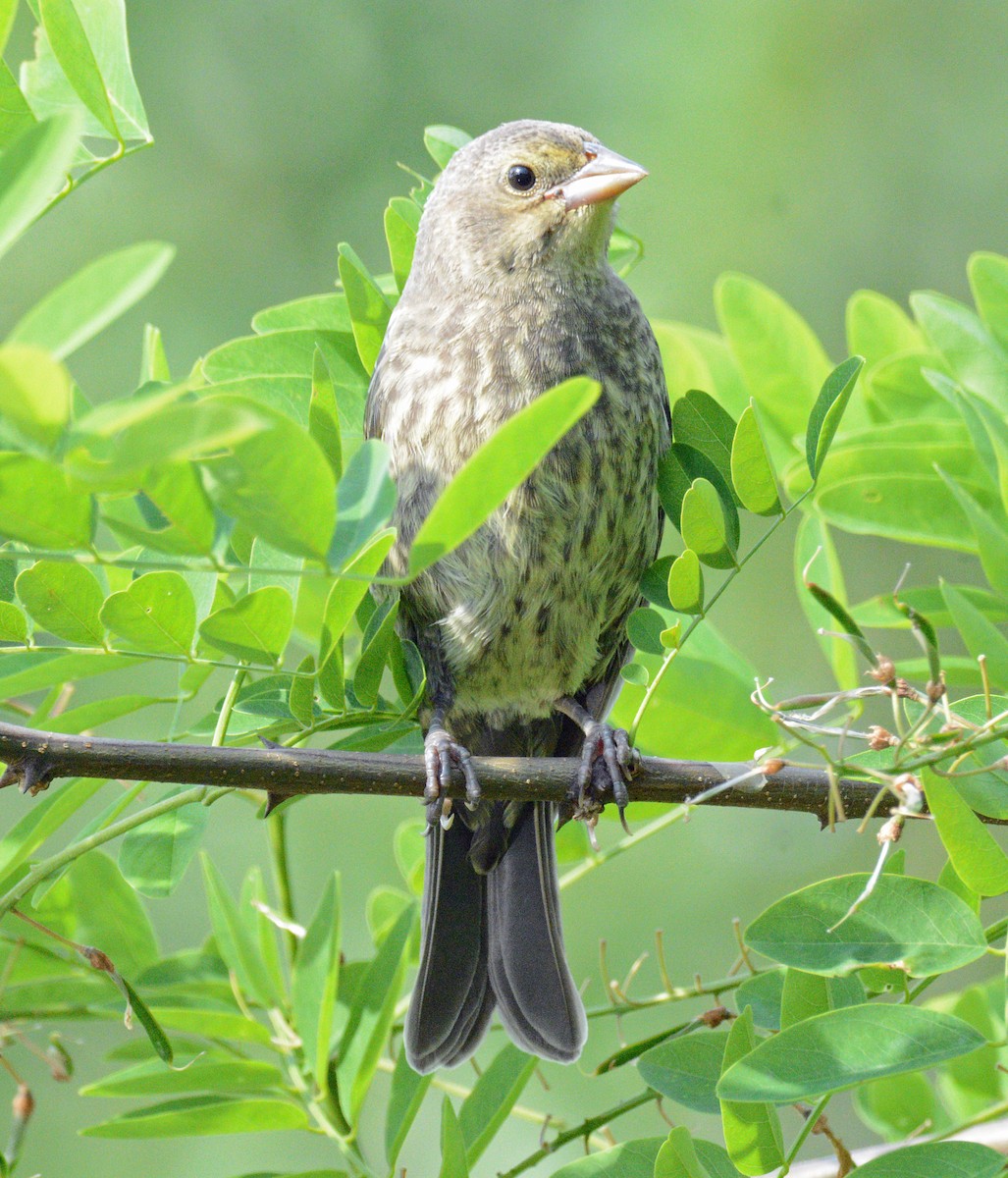 Brown-headed Cowbird - ML620692006