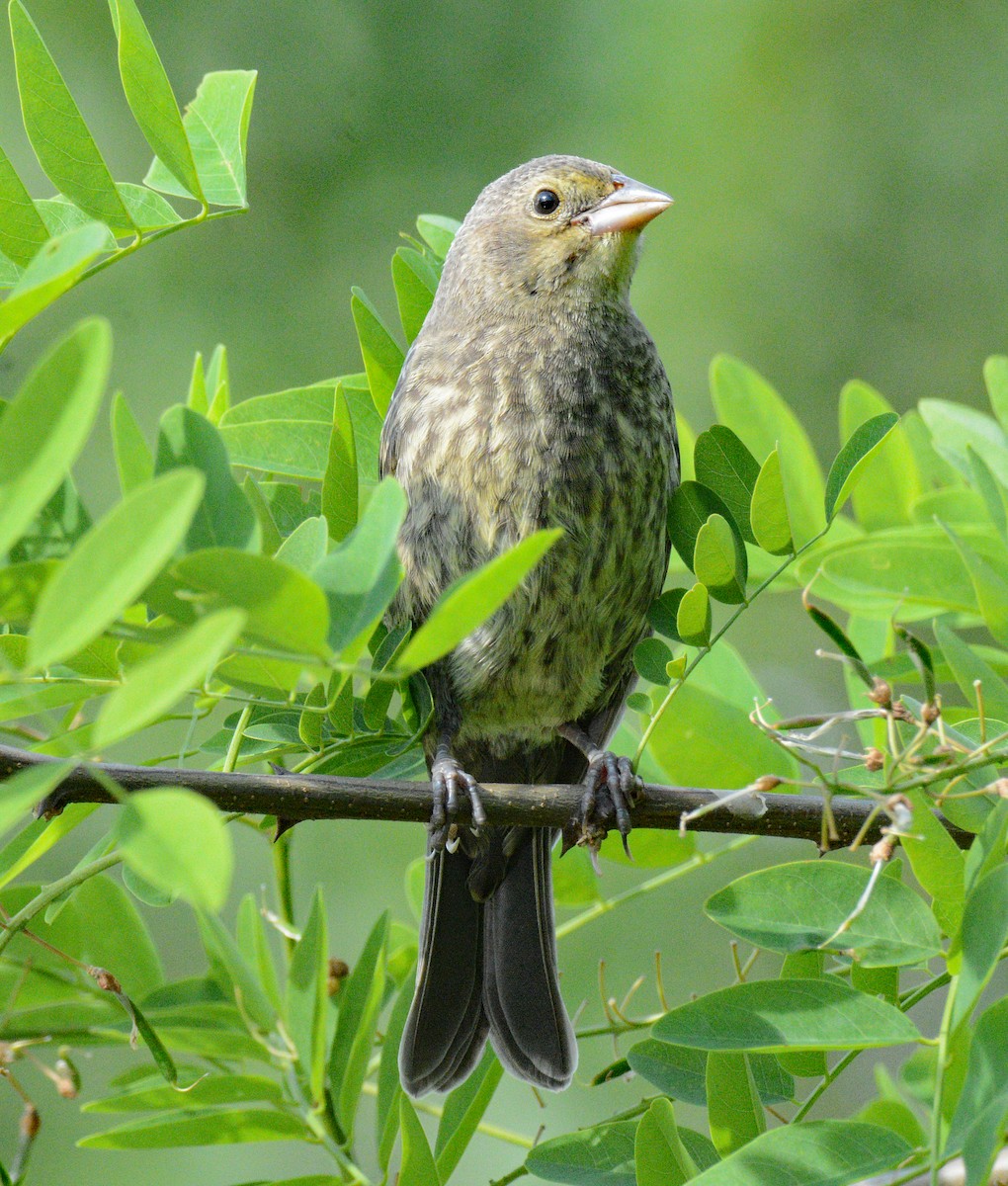 Brown-headed Cowbird - ML620692009