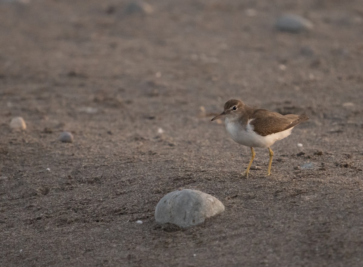 Spotted Sandpiper - ML620692010