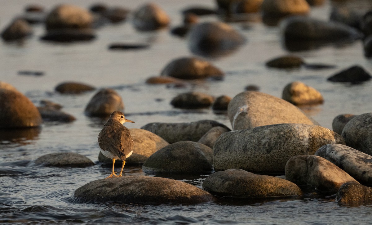 Spotted Sandpiper - ML620692011