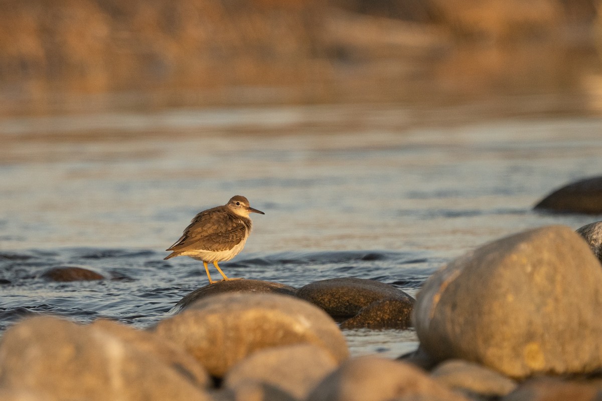 flekksnipe - ML620692012