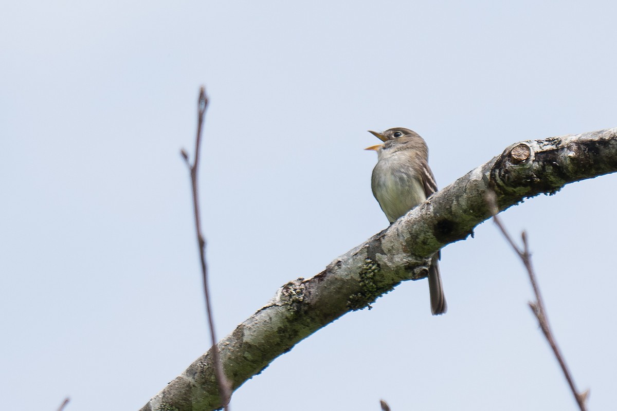 Least Flycatcher - ML620692017