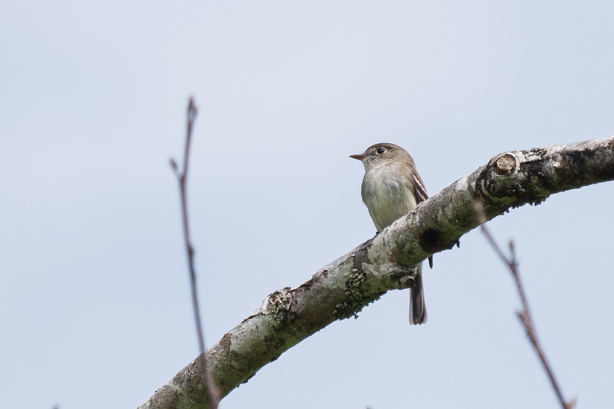 Least Flycatcher - ML620692018