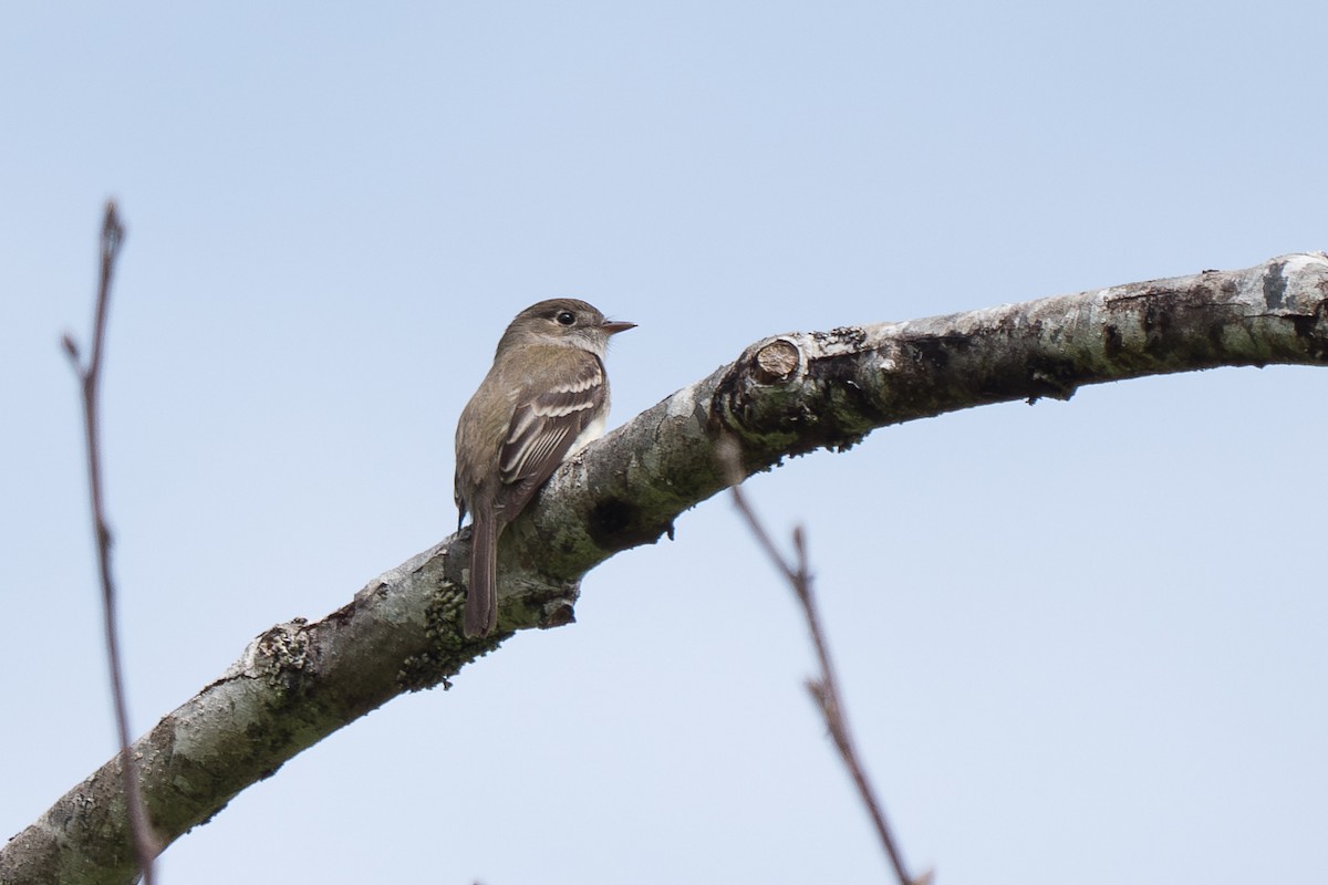 Least Flycatcher - ML620692019