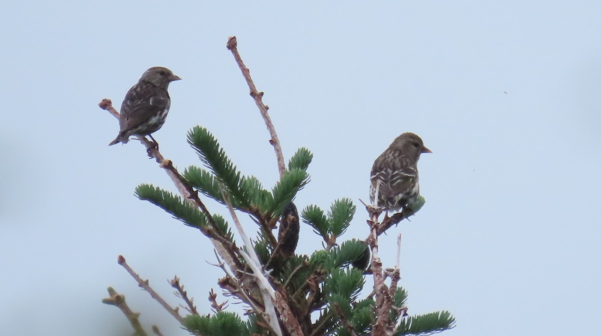 Pine Siskin - ML620692022