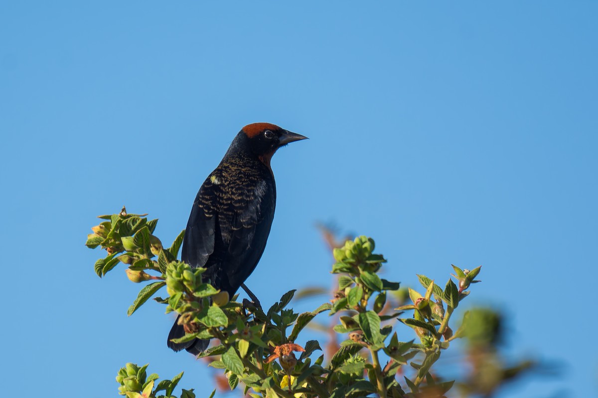 Chestnut-capped Blackbird - ML620692028