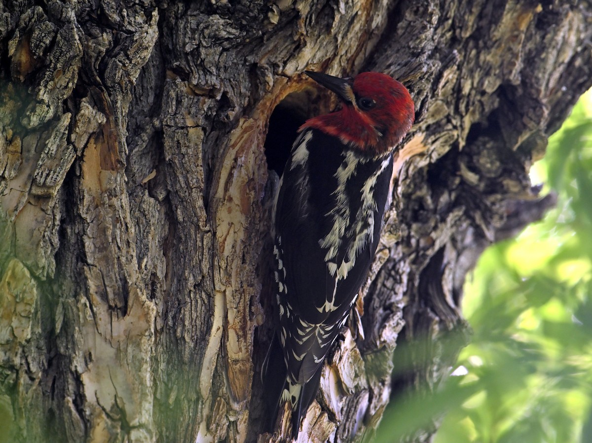 Red-breasted Sapsucker - ML620692030