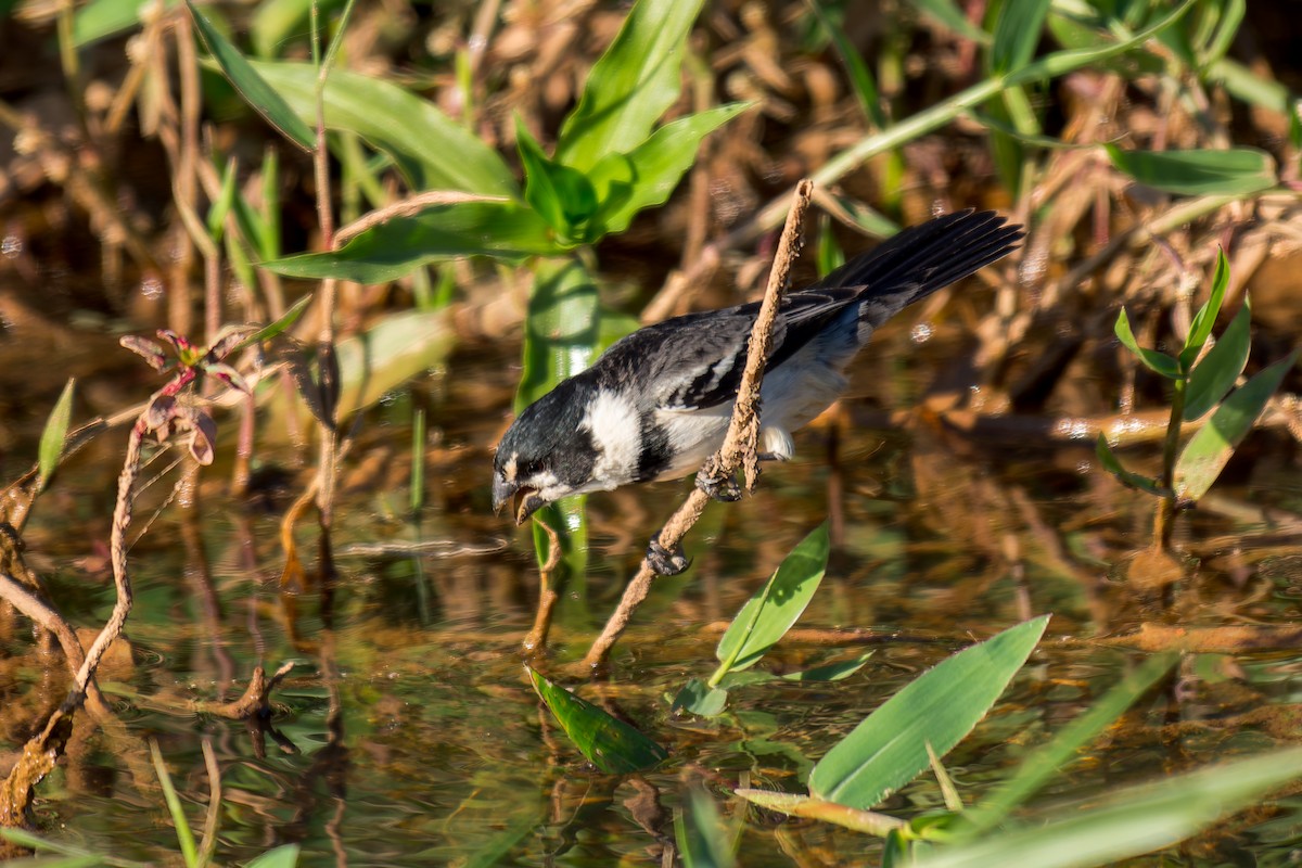 Rusty-collared Seedeater - ML620692032