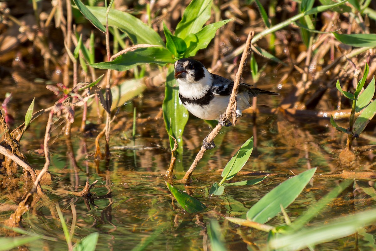 Rusty-collared Seedeater - ML620692034