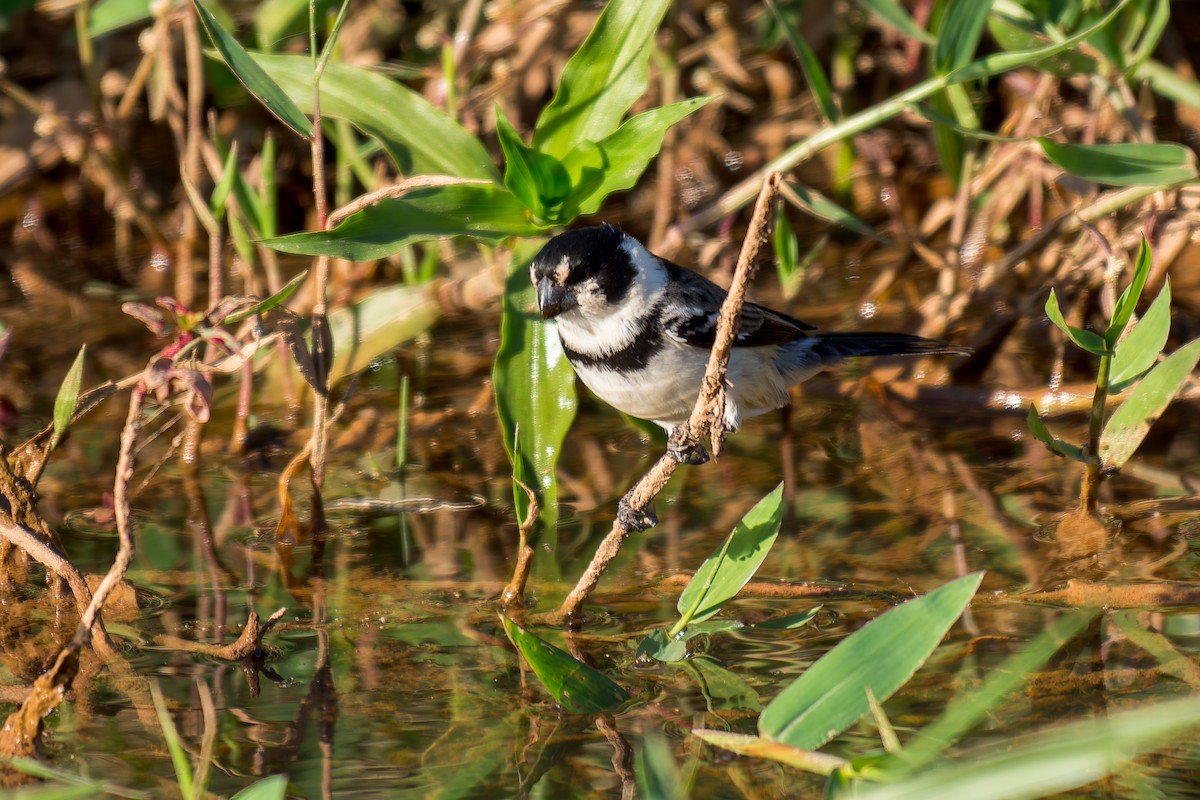 Rusty-collared Seedeater - ML620692035