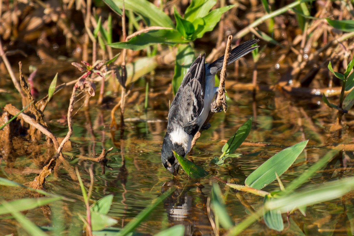 Rusty-collared Seedeater - ML620692036