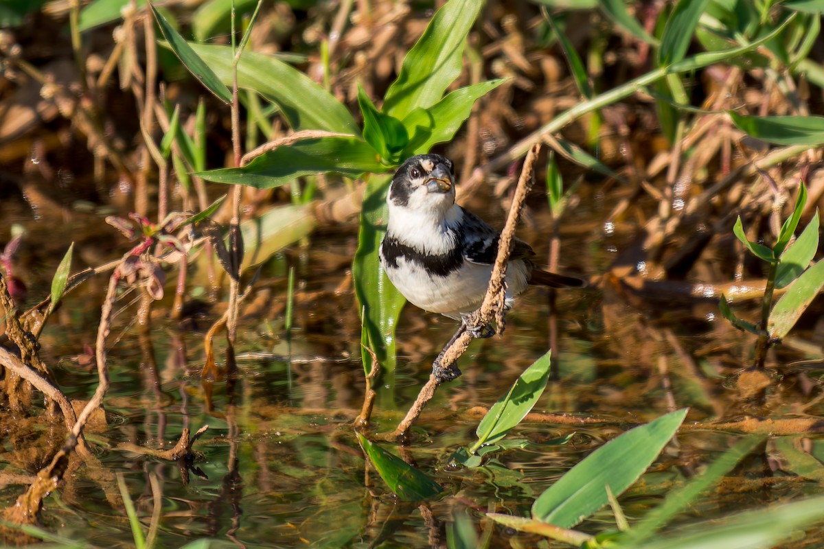 Rusty-collared Seedeater - ML620692037