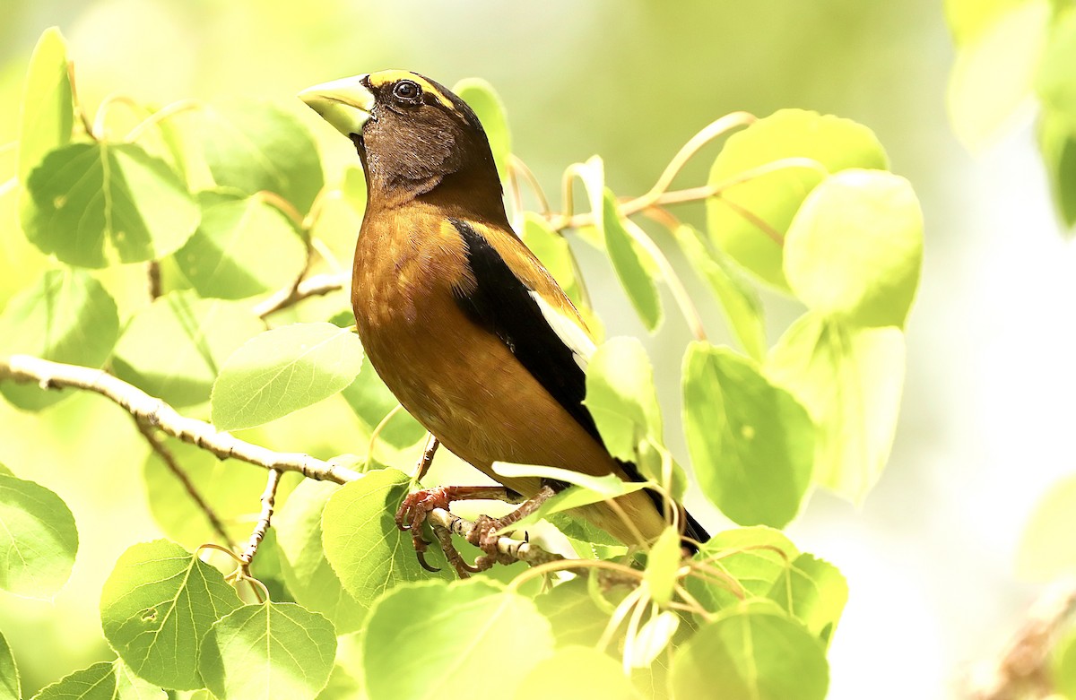 Evening Grosbeak - ML620692038