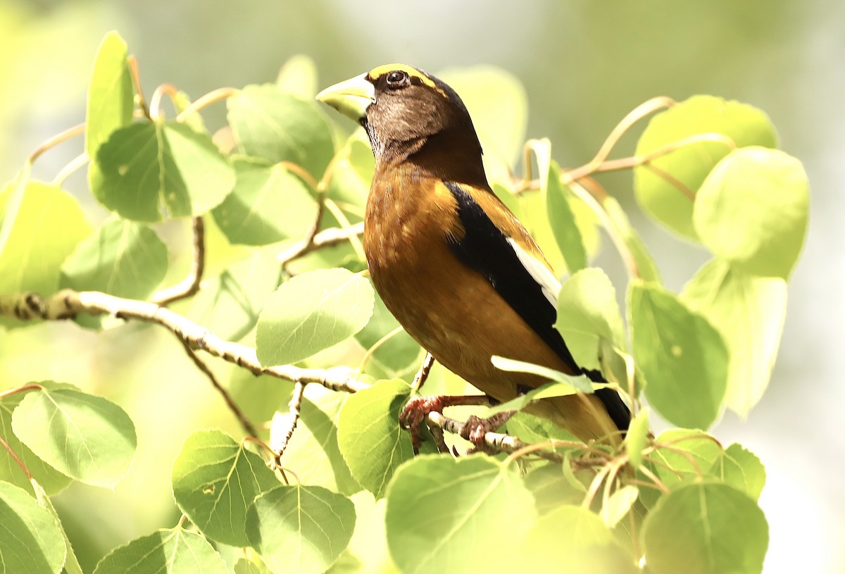 Evening Grosbeak - ML620692039