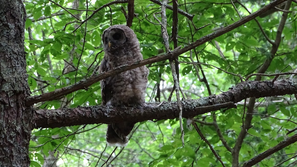 Barred Owl - ML620692041