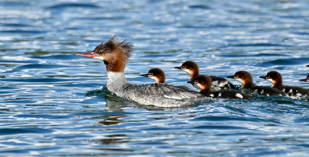 Common Merganser - ML620692043