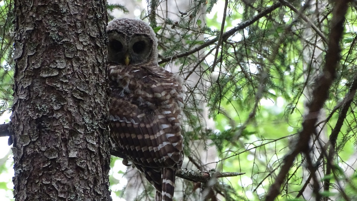 Barred Owl - ML620692044