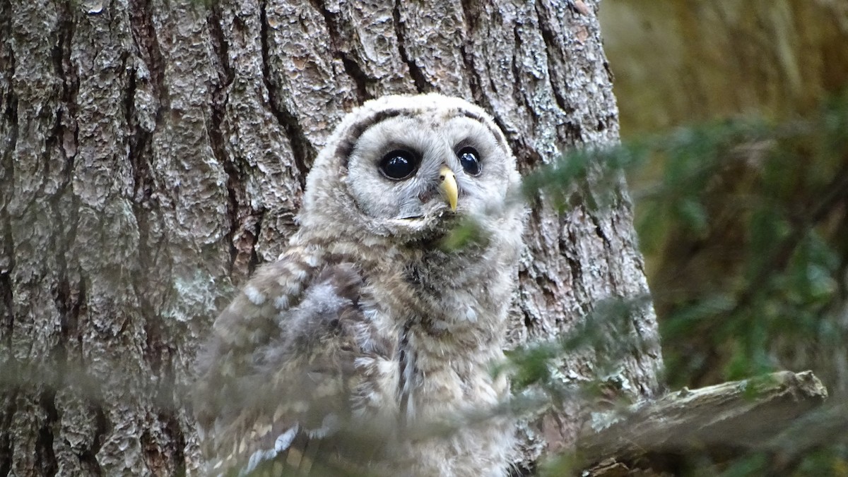 Barred Owl - ML620692045