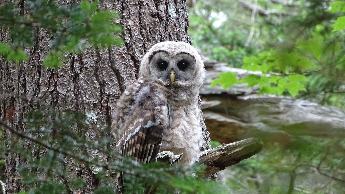 Barred Owl - ML620692046