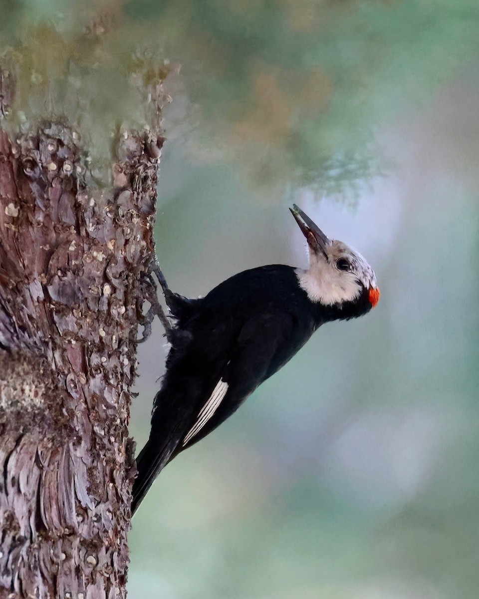 White-headed Woodpecker - ML620692048