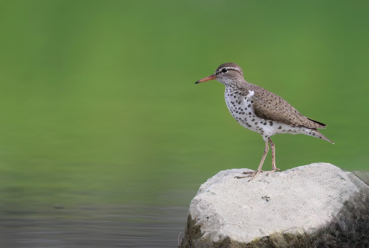 Spotted Sandpiper - ML620692052