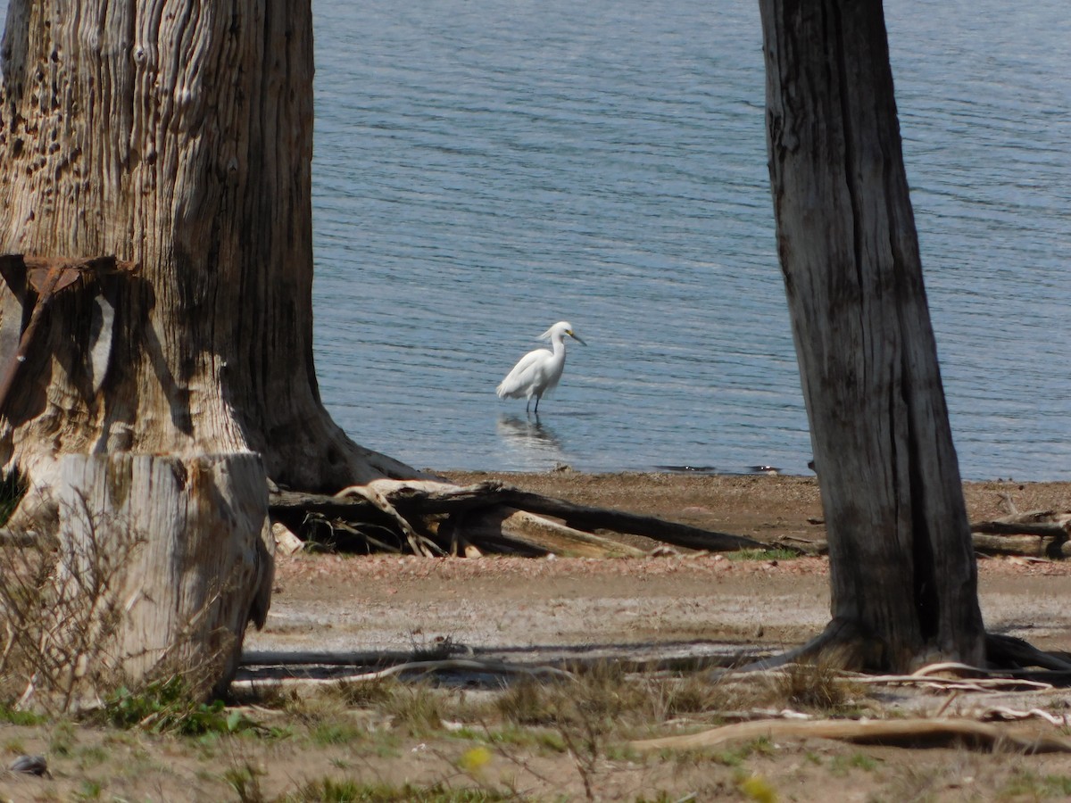 Snowy Egret - ML620692053